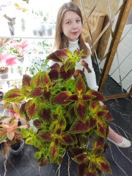 Колеус Chelsea Rose